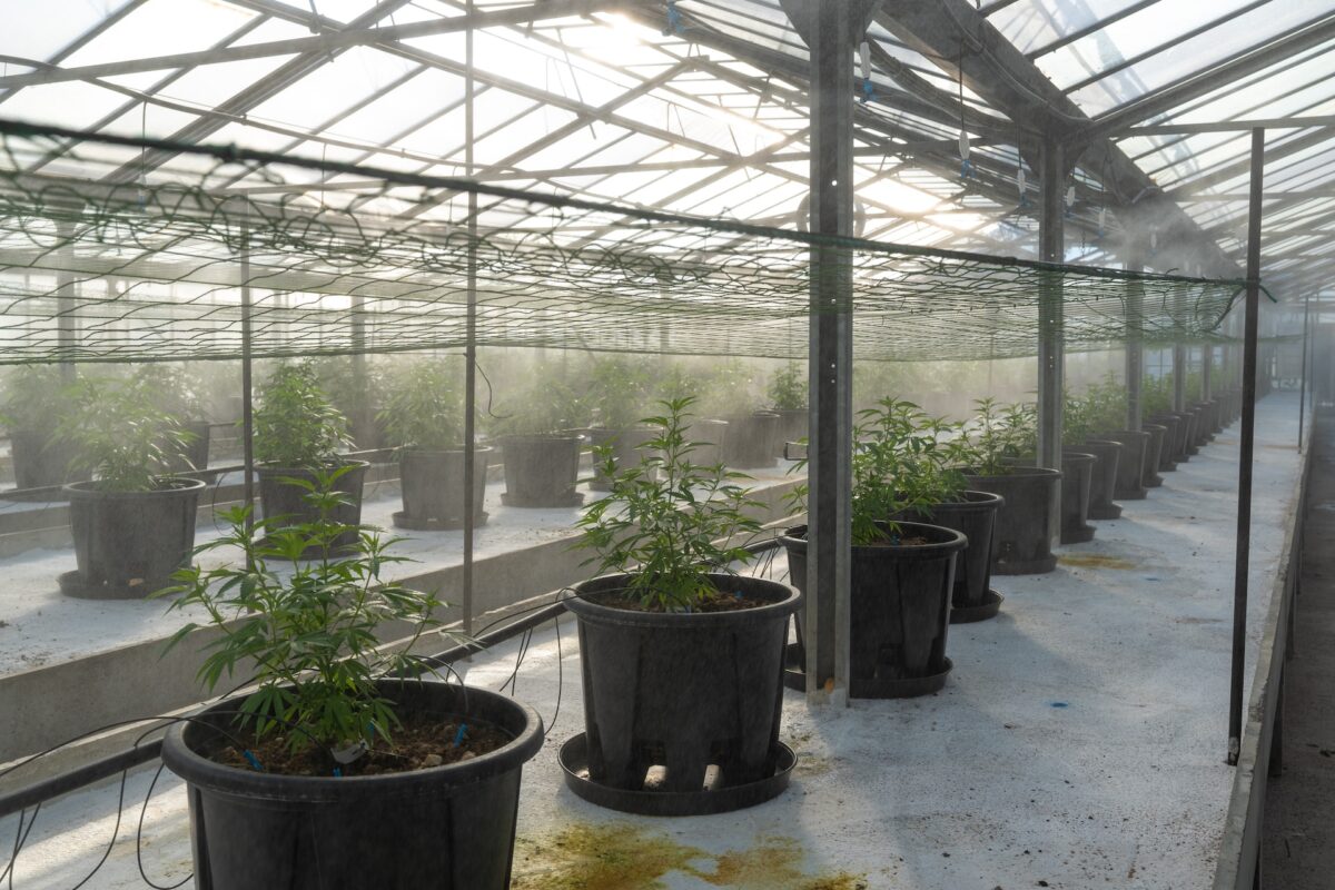 למה CBD לא נמכר במכולת? קנאביס רפואי הוא התשובה